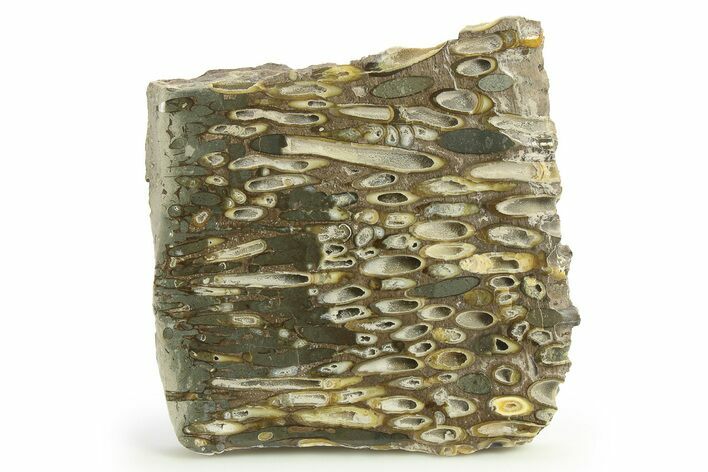 Polished Fossil Teredo (Shipworm Bored) Wood - England #289778